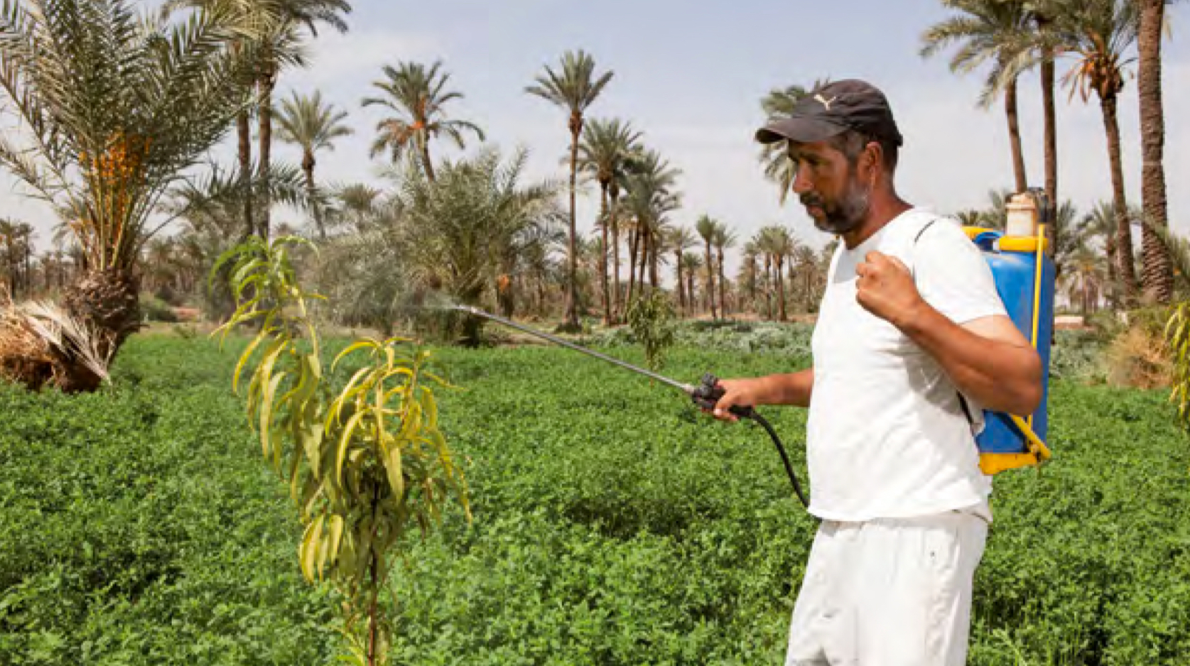 Un projet IT SOLIDAIRE développé au Maroc par la Fondation Norsys pour faciliter la commercialisation de produits agroécologiques