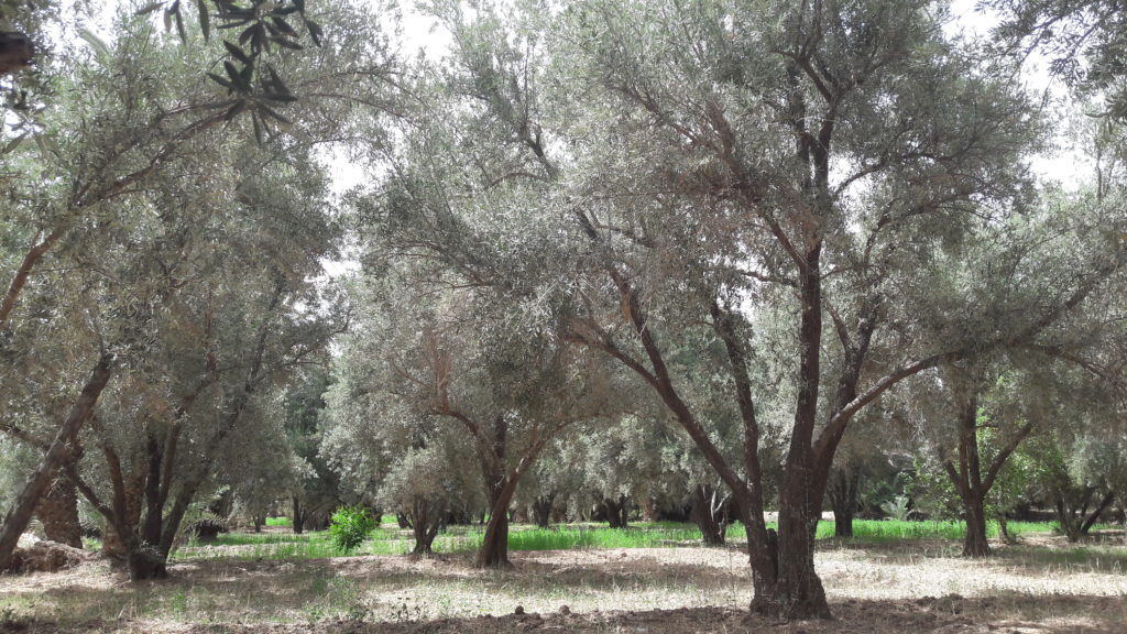 Agrisud, L’Oréal et la Fondation Norsys engagées au Maroc sur la filière durable d’huile d’olive cosmétique