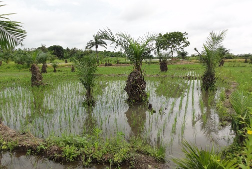 Afrique de l’Ouest : lancement de quatre projets pilotes d’agriculture intelligente face au climat par Expertise France