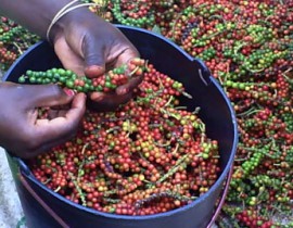 Agrisud engagé dans les Îles de São Tomé et de Príncipe pour la professionnalisation de la filière poivre et épices bio-équitables