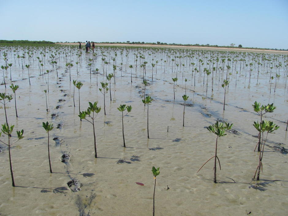 La Fondation Veolia accompagne l’ONG française Up2green dans la restauration de la mangrove en Casamance