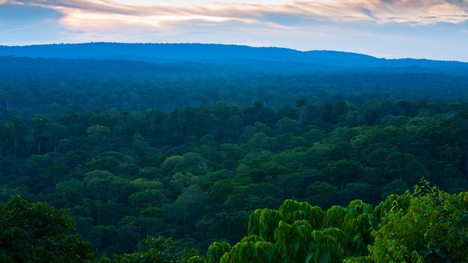 Exploitation raisonnée du bois : promouvoir le développement durable dans le Nord Congo avec l’AFD et le FFEM.