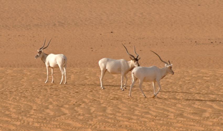 Préserver la biodiversité sahélo-saharienne menacée au Niger et au Tchad avec l’ONG Noé, un projet soutenu par l’AFD.