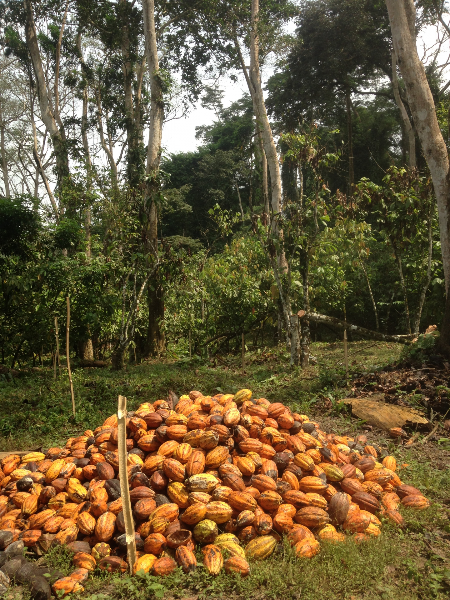 Cocoa4Future – Durabilité des systèmes de production et dynamiques nouvelles du secteur cacaoyer avec Nitidæ