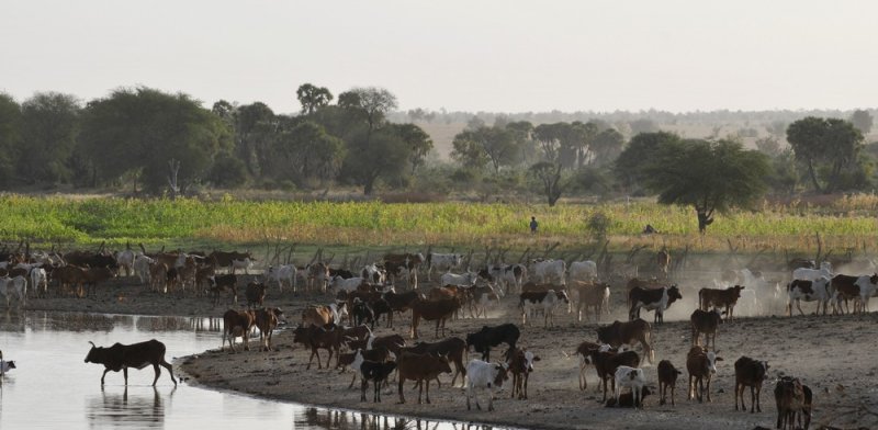 Afrique: Gestion Intercommunale de l’Environnement pour l’adaptation agro-sylvo-pastorale au changement climatique (GITE).