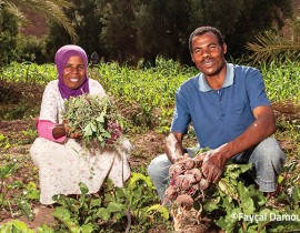 Maroc : Agrisud soutient l’amélioration des performances du secteur agricole