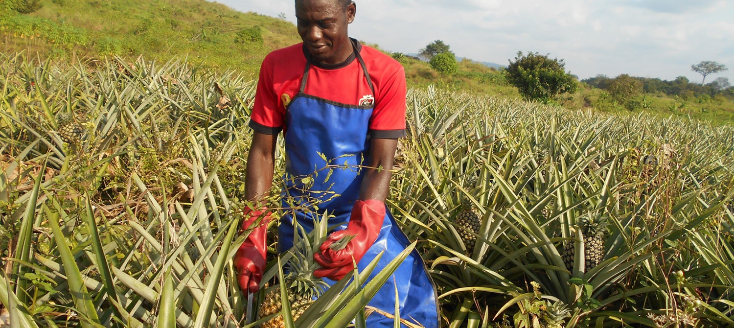 Cameroun : projet graines d’entrepreneurs dans l’agroalimentaire soutenu par l’AFD