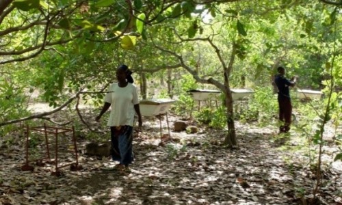 Positive planet organise un projet au Burkina Faso pour renforcer la chaîne de valeur apicole