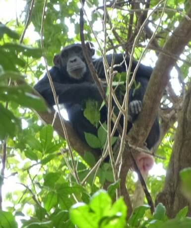 Sénégal : sauver l’habitat des derniers chimpanzés avec la Fondation Maisons du monde