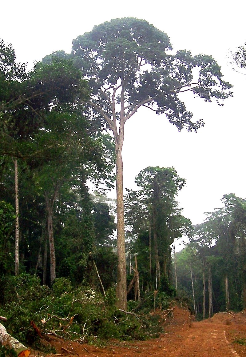 Au Cameroun, gérer durablement la forêt d’Angossas avec l’OIF.