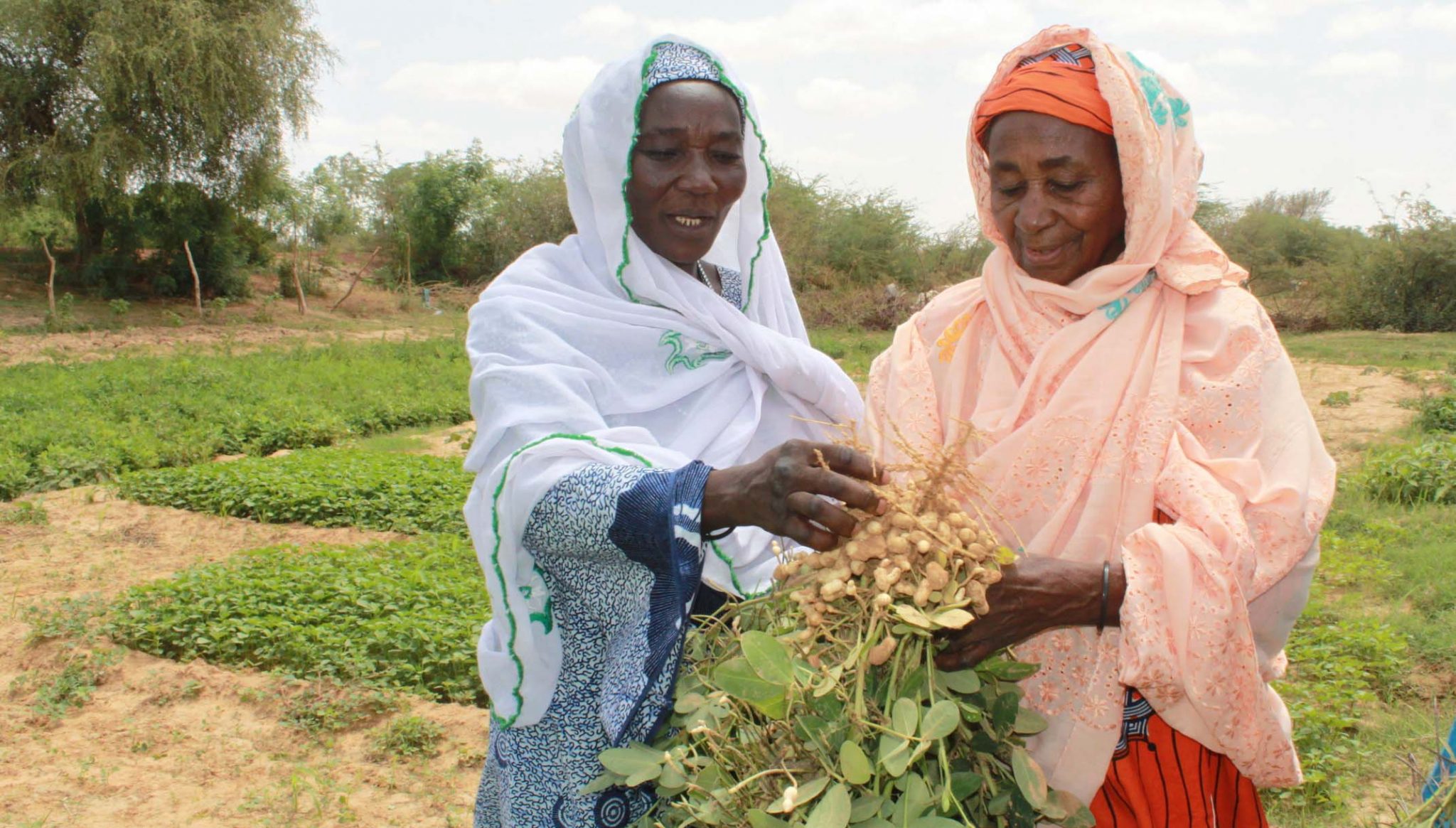 Des plantes résistantes au changement climatique pour assurer la sécurité alimentaire au Sahel avec SOS Sahel .