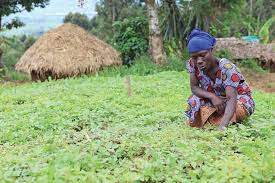 Renforcer la gouvernance et la gestion d’un périmètre agroforestier en RDC