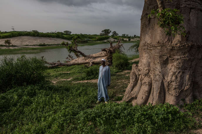 Le Sénégal lance un projet de forêts nourricières et médicinales