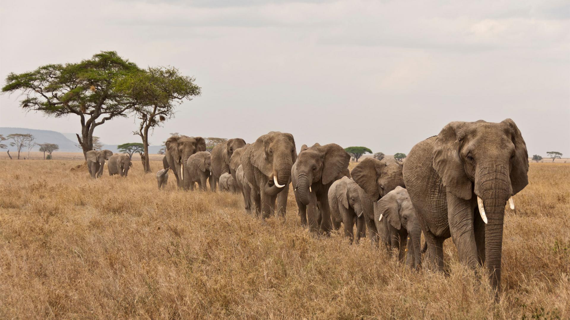 Urgence Biodiversité : BNP Paribas se mobilise en Afrique pour sauver et réhabiliter les éléphanteaux qui ont perdu leur mère à cause du braconnage.