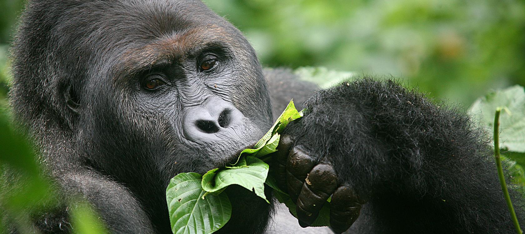 Au Cameroun, un modèle innovant de Parc national au service de la sauvegarde des grands singes avec le FFEM.