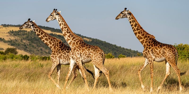 Participer à la préservation des girafes au Niger par la vente de chemises