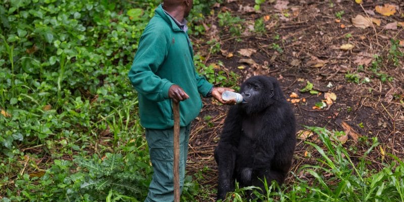 RDC : le GWC et l’UE vont investir 4 M€ pour préserver le parc national des Virunga