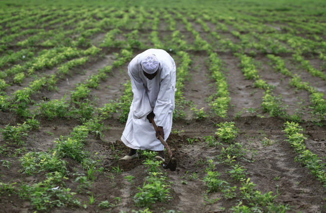 Au Soudan, des producteurs de cacahuètes rejoignent la lutte contre la malnutrition