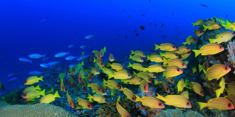 L’AFD soutient la préservation des aires marines protégées en Méditerranée