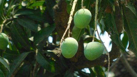 La mangue kenyane fera son retour sur le marché européen en septembre prochain