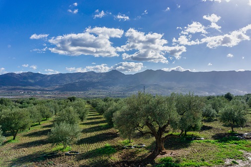 Algérie : France Olive partenaire d’Expertise France