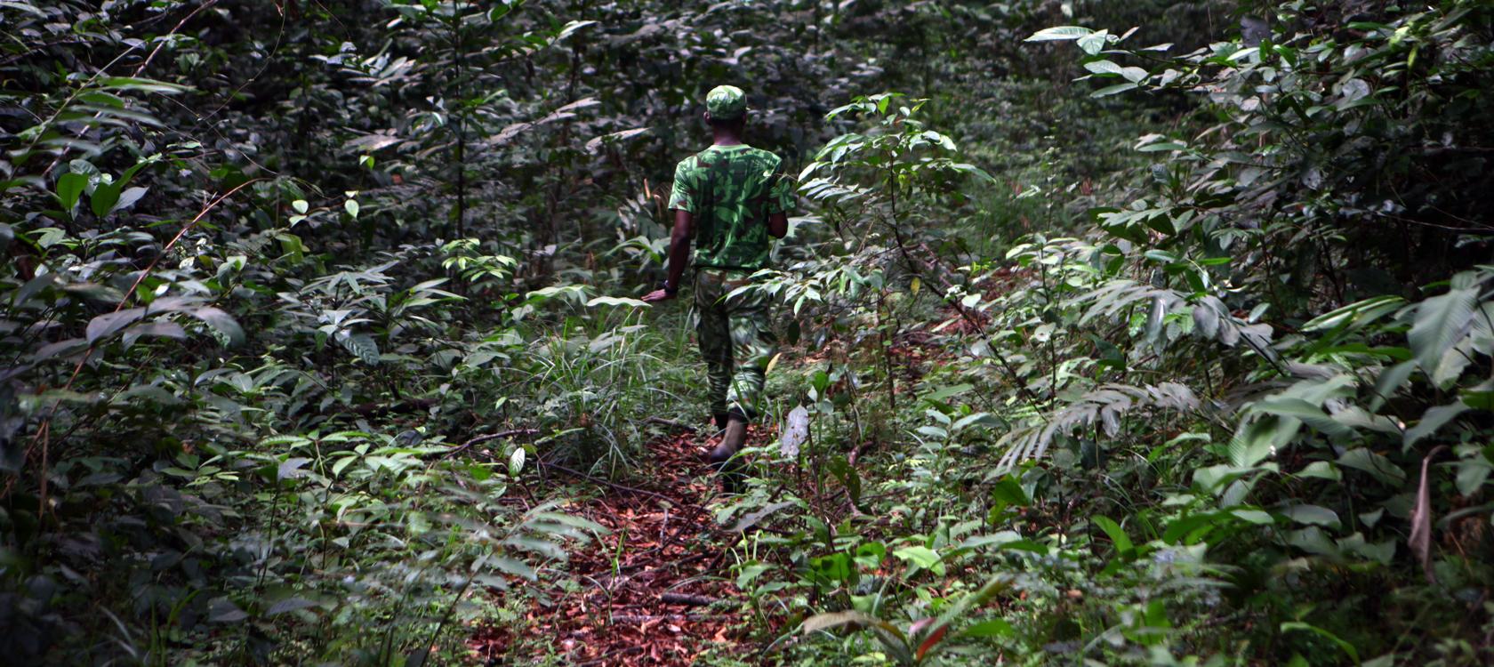 Gabon: l’ADN en chasse contre le braconnage