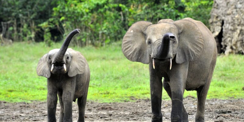 Projet Biodev 2030 au Congo, pour ralentir le déclin de la biodiversité
