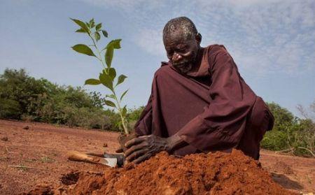 Yacouba Sawadogo, le Burkinabé qui a stoppé tout seul le désert