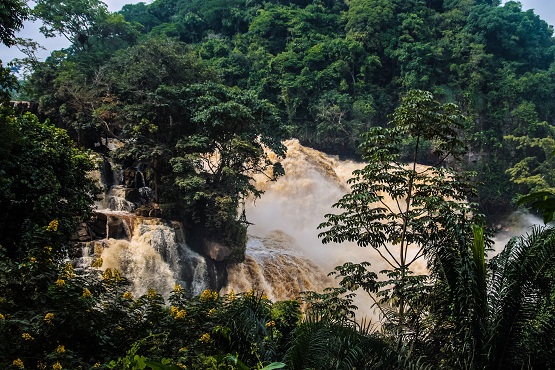 CIRAD et IRD : Des forêts d’Afrique centrale subissent des pressions climatiques et humaines