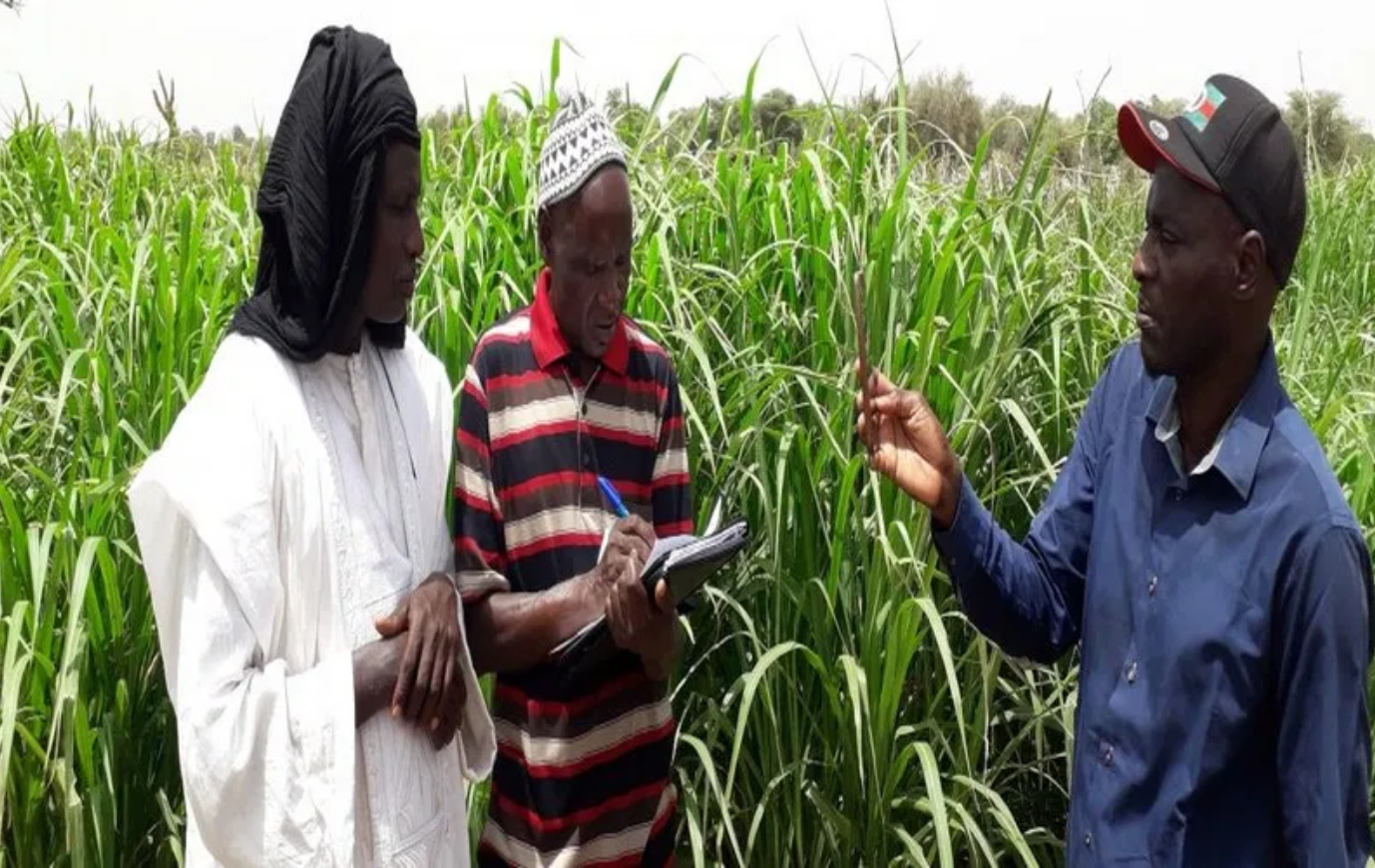 Au Sénégal, le CIRAD accompagne la transition agroécologique
