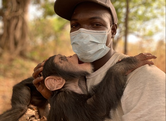 La Fondation SMB-Winning soutient les missions du Centre de Conservation des Chimpanzés pour la conservation de l’espèce et contre le braconnage