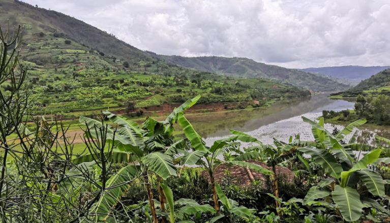 Le Crédit Agricole investit dans les plantations d’agroforesterie au Rwanda et en Inde