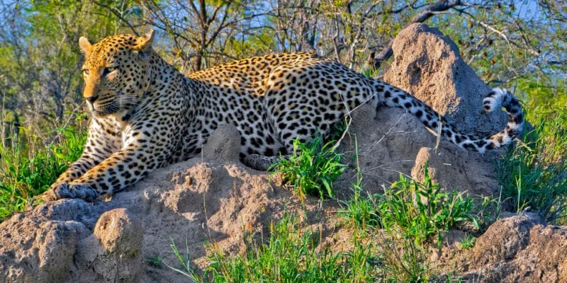 Cinq acteurs clés s’engagent pour la biodiversité en Afrique