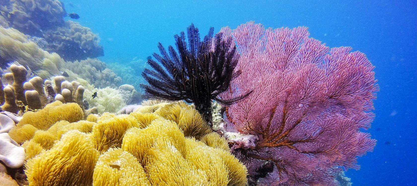 Le Blue Action Fund, un fonds devenu acteur majeur de la protection de la biodiversité marine