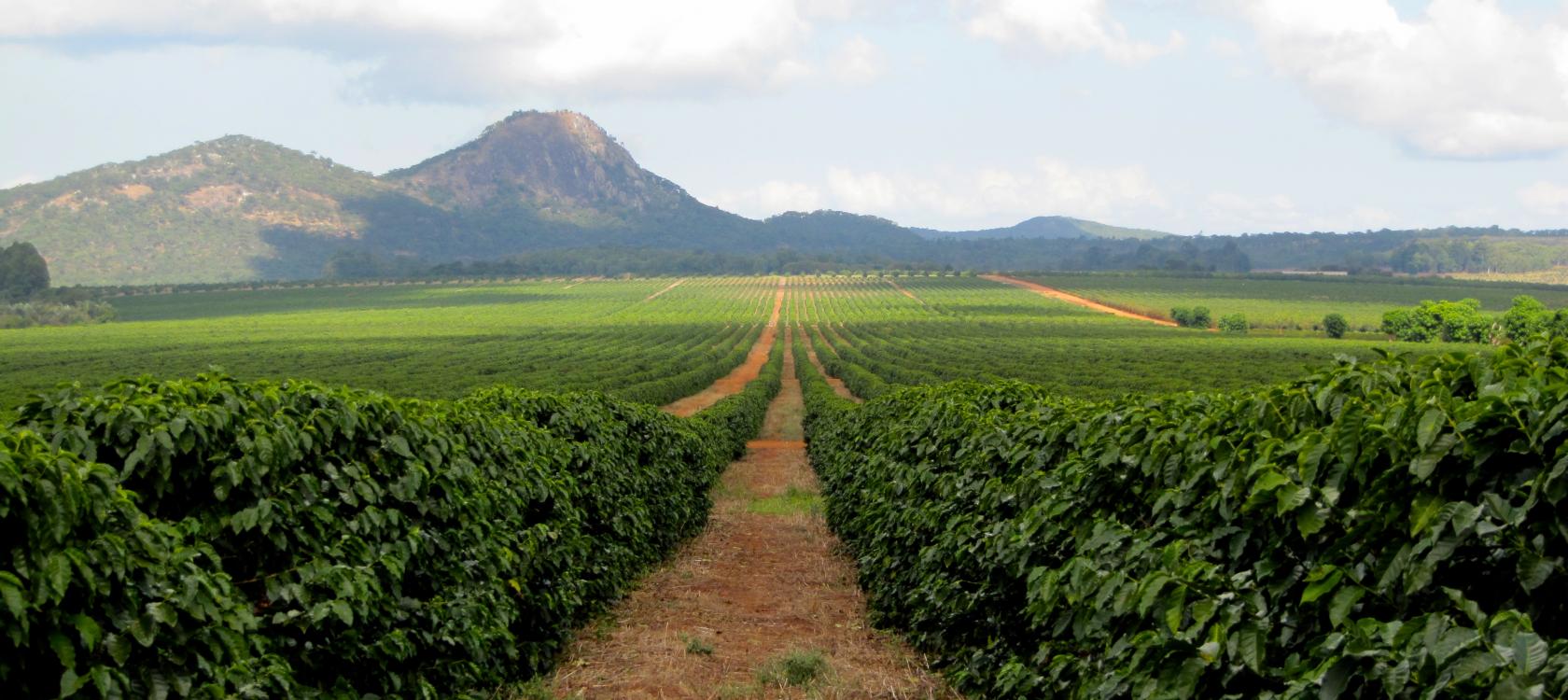 Proparco soutient le développement de Global Tea au Kenya et au Malawi