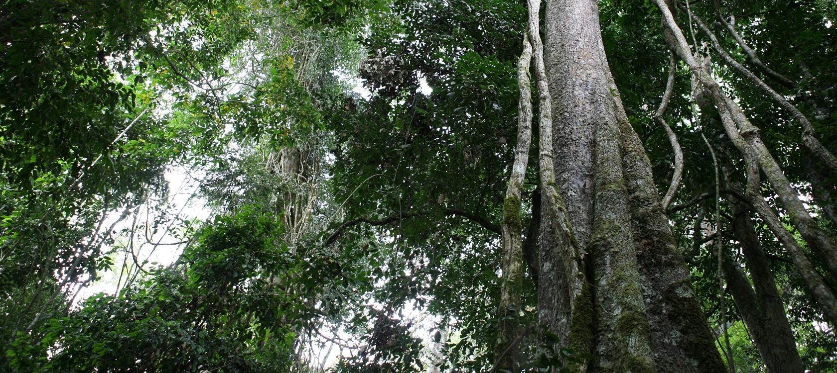 « Nous encourageons les exploitants forestiers à faire évoluer leurs pratiques »