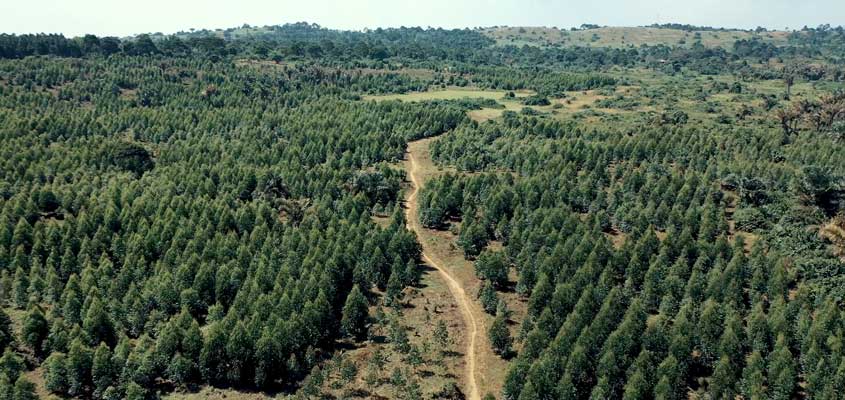 Sogea-Satom (VINCI Construction) plante 17 500 arbres en Ouganda