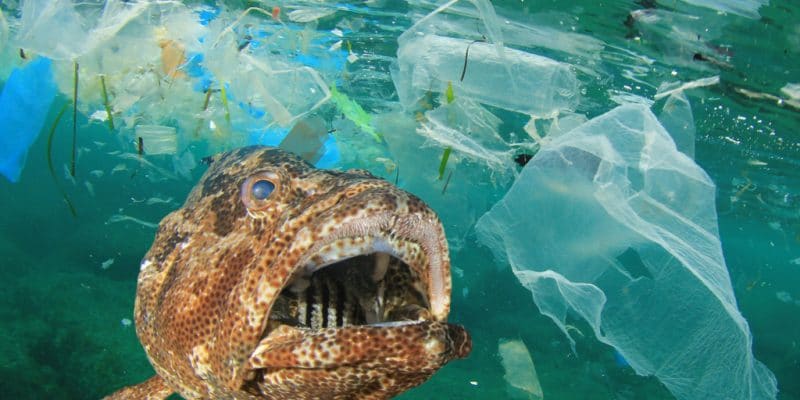 L’AFD et le FFEM financent la lutte contre la pollution plastique des océans.