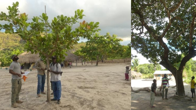 Les drones au service de la filière anacardier au Mozambique Les drones au service de la filière anacardier au Mozambique