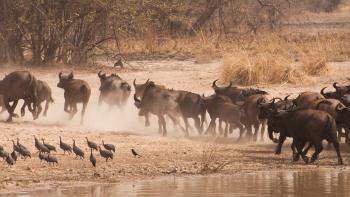 Évaluation écrite et filmée du projet de développement du parc national du Limpopo par l’AFD