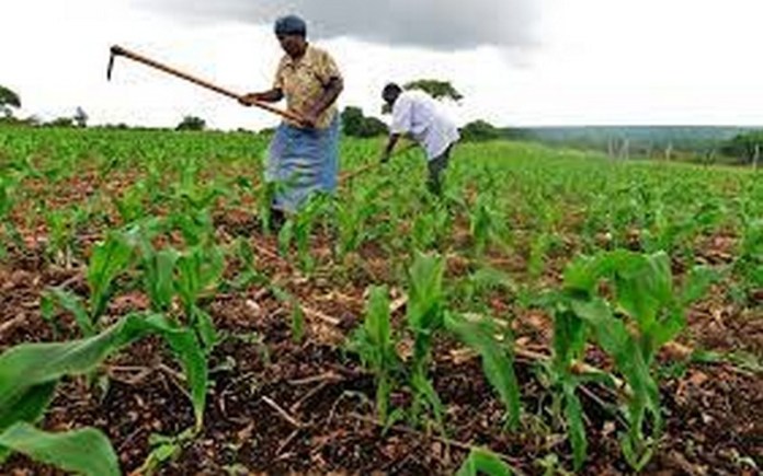 Proparco investit dans ARAF, le 1er fonds visant à soutenir la résilience climatique des petits exploitants agricoles en Afrique subsaharienne