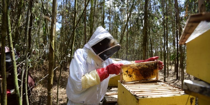 En Tanzanie, l’UE investit 10 M$ via Enabel pour la production du miel écologique