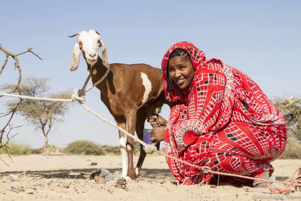 SOS Sahel à Djibouti : Les produits de l’élevage contre la faim