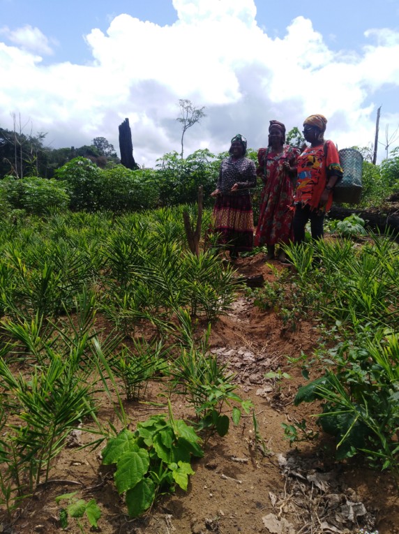 Cameroun – La Fondation SOSUCAM, proche des agriculteurs à Nkosselé