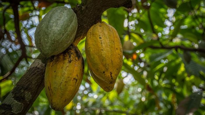 La France lance à son tour une initiative sur le cacao durable