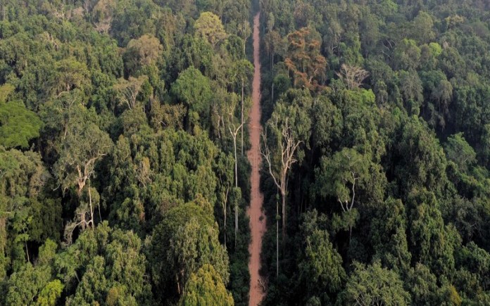 Préservation des forêts d’Afrique centrale : Retour sur la mission diplomatique « bois tropical » à Paris