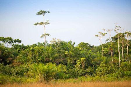 TotalEnergies lance le boisement de son puits de carbone de 40 000 hectares au Congo
