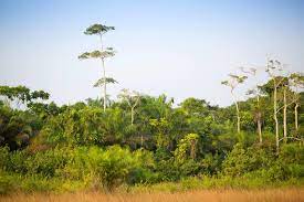 République du Congo : début de la plantation de plus d’un million d’arbres sur les plateaux Batéké avec le soutien de TotalEnergies