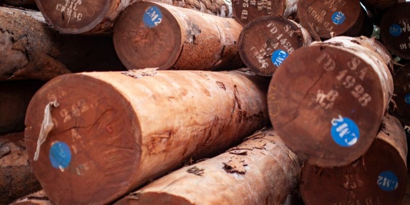 GABON : vers la certification durable de la filière bois