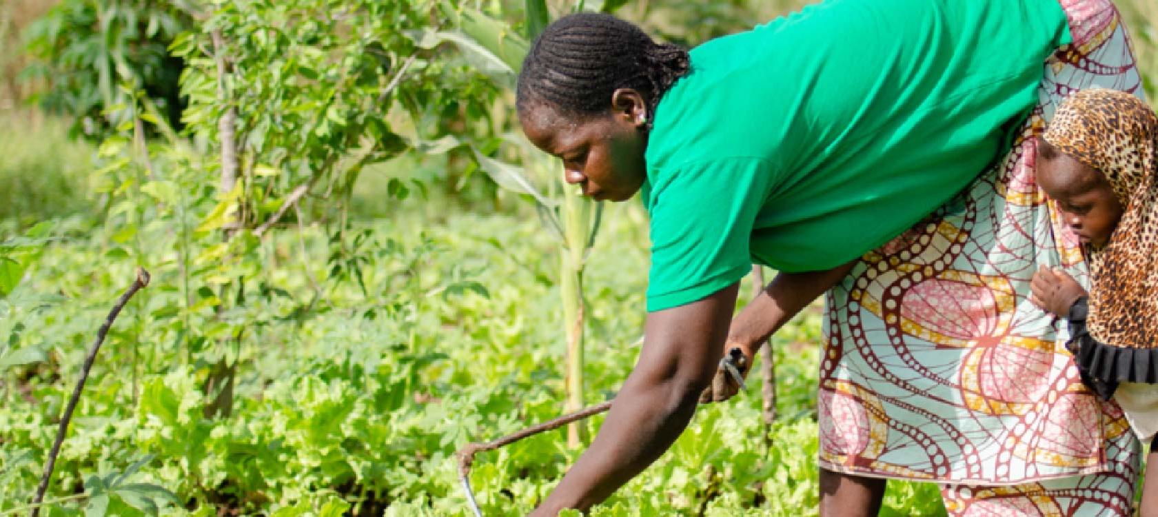 Programme de renforcement de la transition des systèmes agricoles et alimentaires lancé par l’AFD et Acting for Life en décembre 2021 au Bénin, au Burkina Faso et au Togo.